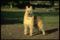 415034 Belgian Sheepdog A4 Photo Print
