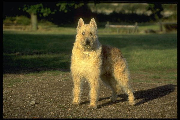 415034 Belgian Sheepdog A4 Photo Print
