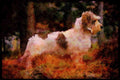 415035 Petit Griffon Vendeen A4 Limited Edition Watercolour Print