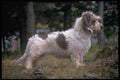 415035 Petit Griffon Vendeen A4 Photo Print