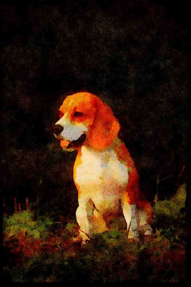 415036 Beagle A4 Limited Edition Watercolour Print