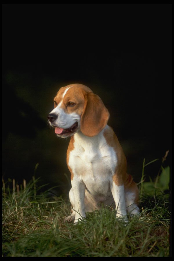 415036 Beagle A4 Photo Print