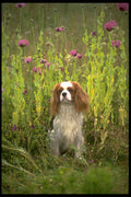 415038 Spaniel A4 Photo Print