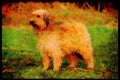 415039 Catalan Shepherd Dog A4 Limited Edition Watercolour Print