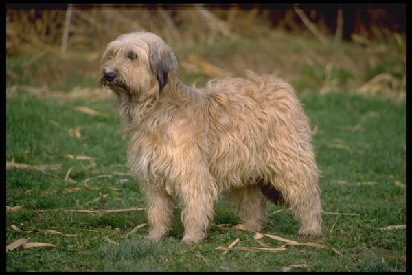 415039 Catalan Shepherd Dog A4 Photo Print
