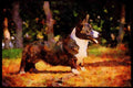 415040 Cardigan Corgi A4 Limited Edition Watercolour Print