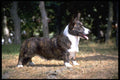 415040 Cardigan Corgi A4 Photo Print