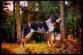 415041 Grand Bleu De Gascogne A4 Limited Edition Watercolour Print