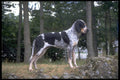415041 Grand Bleu De Gascogne A4 Photo Print