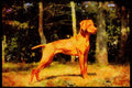 415042 Hungarian Vizla A4 Limited Edition Watercolour Print