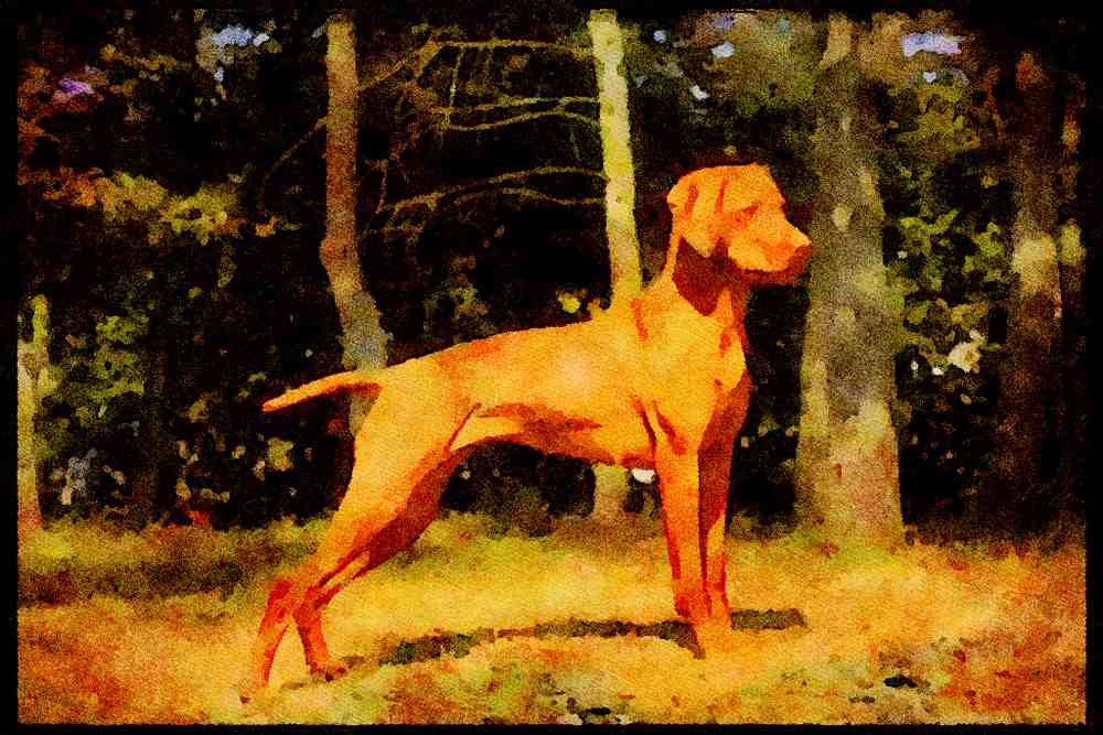 415042 Hungarian Vizla A4 Limited Edition Watercolour Print