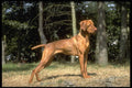 415042 Hungarian Vizla A4 Photo Print