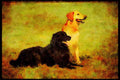 415043 Hovawart A4 Limited Edition Watercolour Print