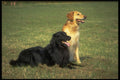 415043 Hovawart A4 Photo Print