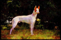 415045 Ibizan Hound A4 Limited Edition Watercolour Print