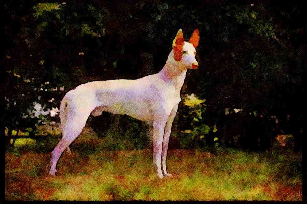 415045 Ibizan Hound A4 Limited Edition Watercolour Print