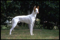 415045 Ibizan Hound A4 Photo Print