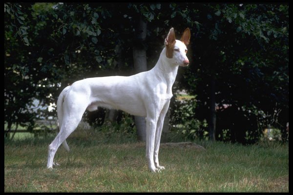 415045 Ibizan Hound A4 Photo Print