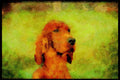 415046 Irish Setter A4 Limited Edition Watercolour Print