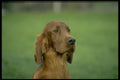 415046 Irish Setter A4 Photo Print