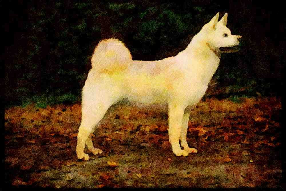 415048 Japanese Akita A4 Limited Edition Watercolour Print