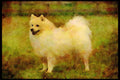 415049 Spitz A4 Limited Edition Watercolour Print