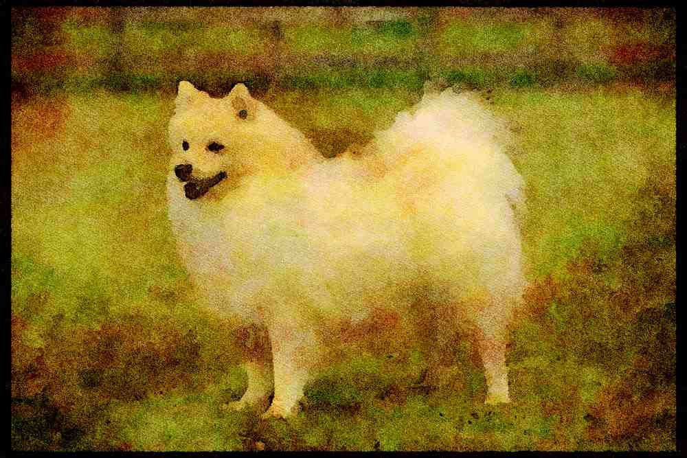 415049 Spitz A4 Limited Edition Watercolour Print