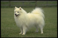 415049 Spitz A4 Photo Print