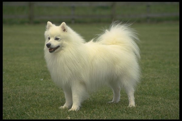 415049 Spitz A4 Photo Print