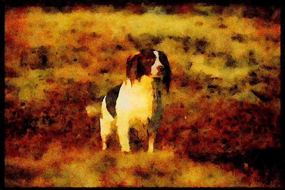 415050 English Springer Spaniel A4 Limited Edition Watercolour Print