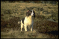 415050 English Springer Spaniel A4 Photo Print
