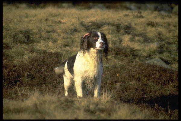 415050 English Springer Spaniel A4 Photo Print