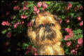 415051 Griffon A4 Photo Print
