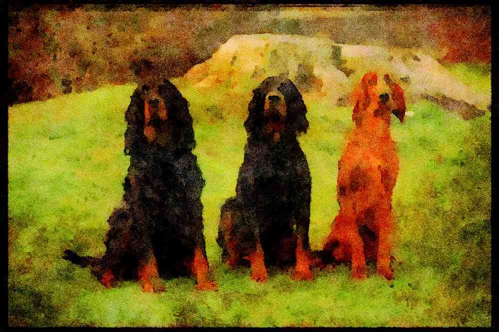 415052 Irish Setter A4 Limited Edition Watercolour Print