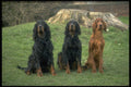 415052 Irish Setter A4 Photo Print