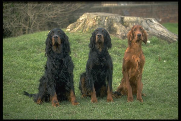415052 Irish Setter A4 Photo Print