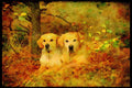 415053 Golden Retrievers A4 Limited Edition Watercolour Print