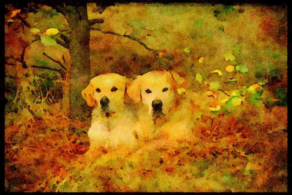 415053 Golden Retrievers A4 Limited Edition Watercolour Print