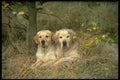 415053 Golden Retrievers A4 Photo Print