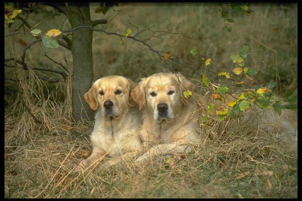 415053 Golden Retrievers A4 Photo Print
