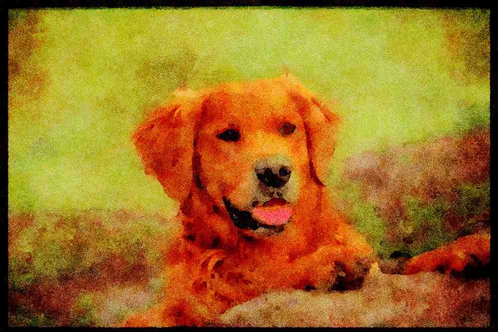 415054 Golden Retriever A4 Limited Edition Watercolour Print