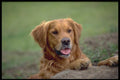 415054 Golden Retriever A4 Photo Print