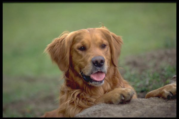 415054 Golden Retriever A4 Photo Print