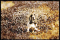 415055 Basset Hound A4 Limited Edition Watercolour Print