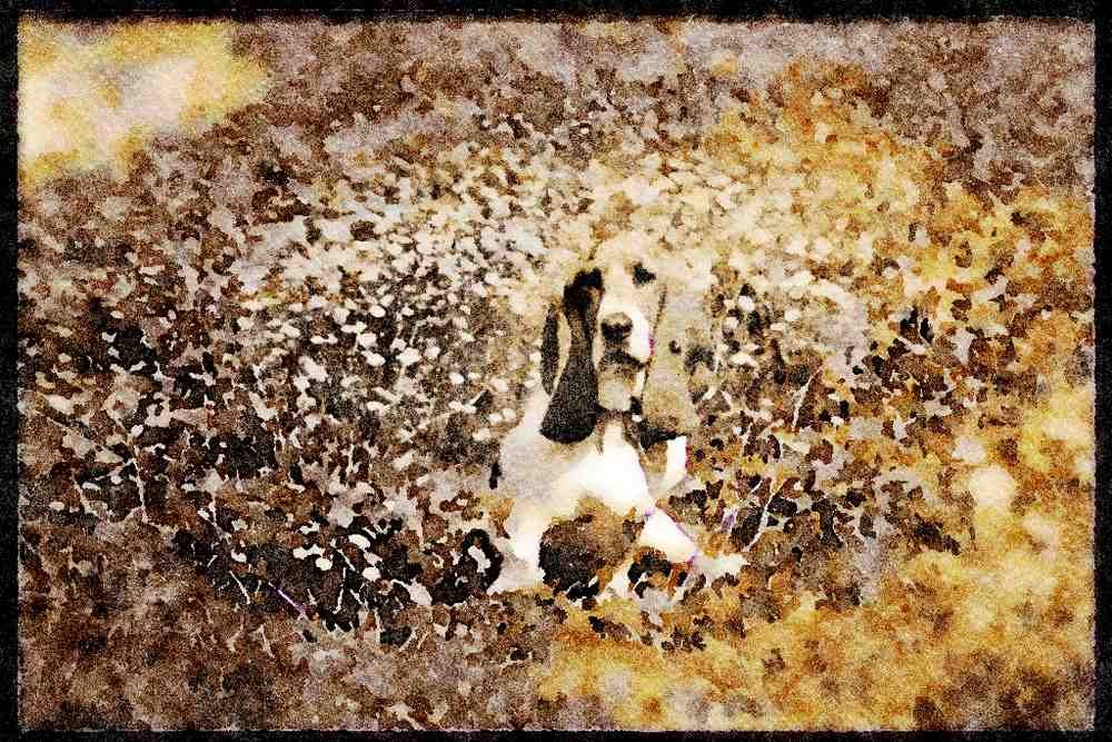 415055 Basset Hound A4 Limited Edition Watercolour Print