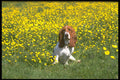 415055 Basset Hound A4 Photo Print