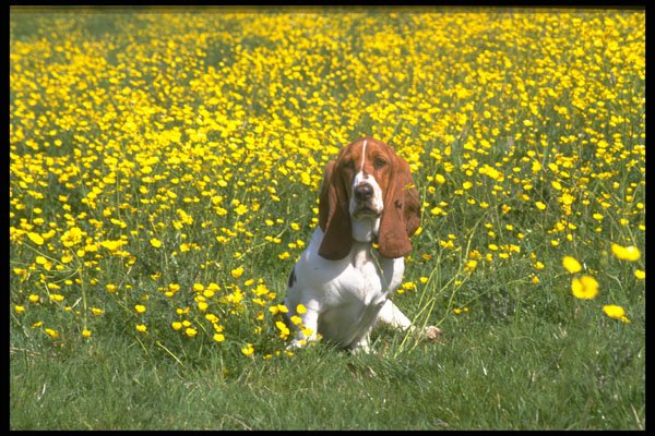415055 Basset Hound A4 Photo Print