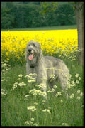 415056 Irish Wolfhound A4 Photo Print