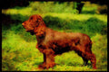 415057 Field Spaniel A4 Limited Edition Watercolour Print
