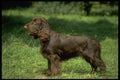 415057 Field Spaniel A4 Photo Print